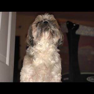 Meet your Posher, Annabel